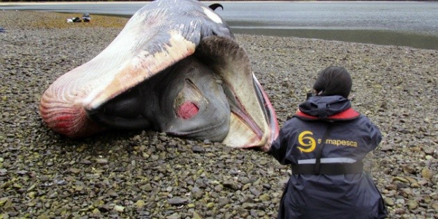 Aparece Una Ballena Jorobada Muerta En Una Playa De Panam El Informador