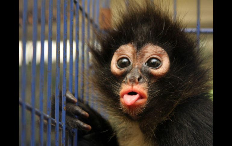 Los anticuerpos creados por los monos desarrollaron una defensa ante el virus que lo sitúa 'cerca' o 'por debajo' de la detección. NTX / ARCHIVO