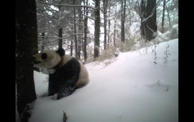 La panda vive en  un entorno adecuado donde tiene acceso suficiente a bambú,  principal alimento para su especie. TWITTER / @XHNews