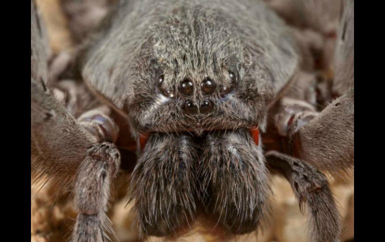 La nueva especie de araña fue bautizada con el nombre Califorctenus cacachilensis. ESPECIAL / www.sdnhm.org