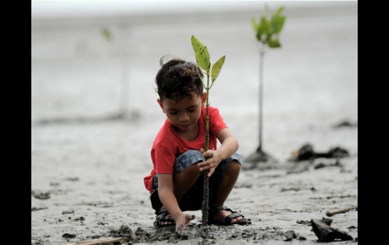 La alfabetización medioambiental y climática acelera el desarrollo de tecnologías y empleos respetuosos con el medio ambiente. AFP / C. Mahyuddin