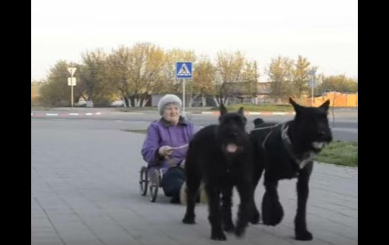 Kalinina fue cuidadora de canes, por lo que sabe tratar con cuidado a sus dos schnauzers gigantes, según la agencia RT. YOUTUBE / RT en Español