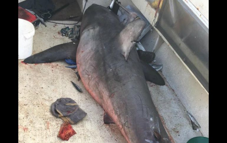 El tiburón de 2.7 metros golpeó al marinero con una de sus aletas pectorales. FACEBOOK / Marine Rescue NSW