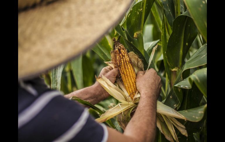 El maíz es uno de los productos que no pueden faltar en la mesa de las personas, y como alimento para el ganado. EL INFORMADOR / ARCHIVO