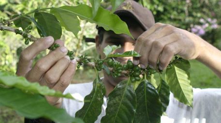 Las exportaciones guatemaltecas de café han bajado de seis millones de sacos a 4.2 millones. EL INFORMADOR/Archivo