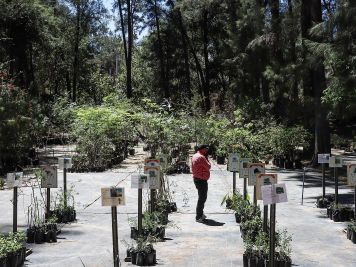 Bosque Urbano Extra va por un árbol por cada habitante