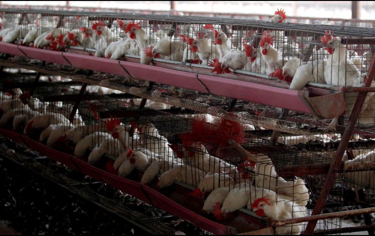 La OMS confirmó recientemente un caso humano de gripe aviar H5N1 en Texas, Estados Unidos. EFE / ARCHIVO