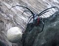 El portal Mayo Clinic indica que las picaduras de araña solo causan lesiones leves, aunque hay especies peligrosas. ESPECIAL / Foto de Tom Sid en Unsplash