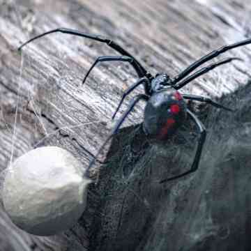 El portal Mayo Clinic indica que las picaduras de araña solo causan lesiones leves, aunque hay especies peligrosas. ESPECIAL / Foto de Tom Sid en Unsplash