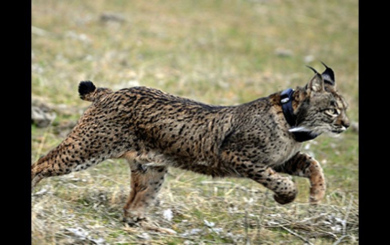 Uno de los linces liberados en 2009 en Córdoba. ELMUNDO.ES  /