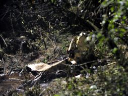 La aeronave se desplomó en una zona selvática de Quintana Roo. ARCHIVO  /