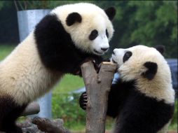 Buscan que los nombres de los pandas tengan un significado simbólico. ESPECIAL  /