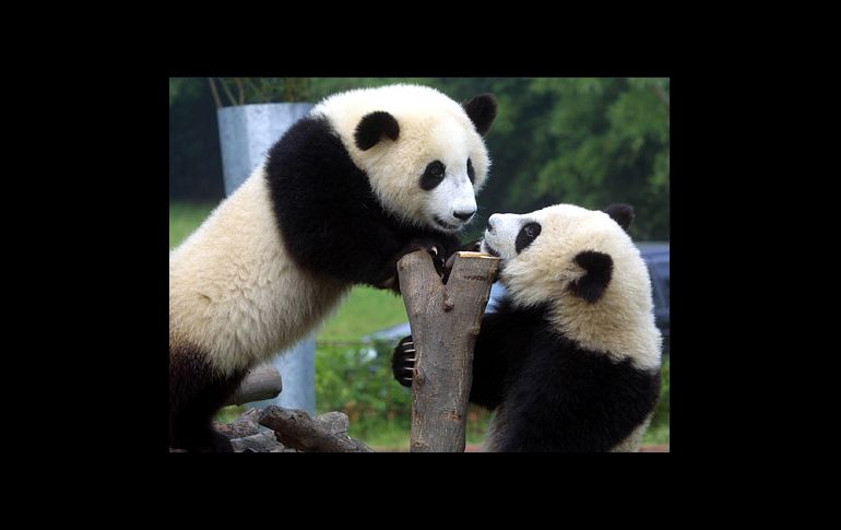 Buscan que los nombres de los pandas tengan un significado simbólico. ESPECIAL  /