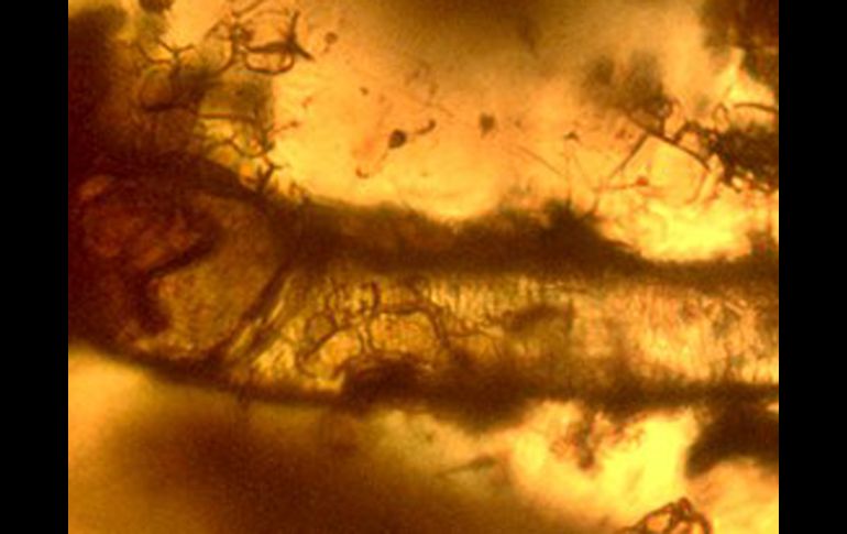 La muestra data del periodo cretácico hace 65 millones de años. ELMUNDO.ES  /