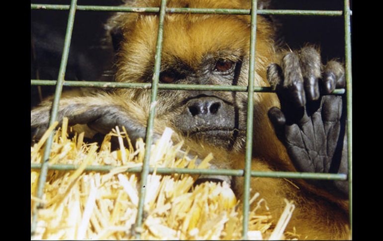 Animales como los primates son comercializados ilegalmente. ESPECIAL  /