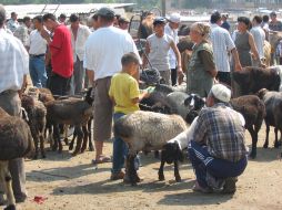 • Granjeros hacen negocios en un tianguis de cabras. La economía kirguisa es predominantemente agrícola y ganadera. ESPECIAL  /