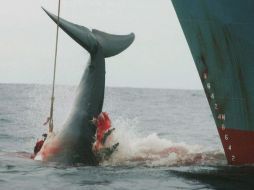 Japón, Noruega e Islandia siguen capturando ballenas. EFE  /