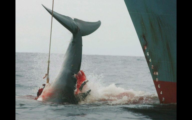 Japón, Noruega e Islandia siguen capturando ballenas. EFE  /