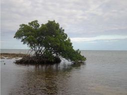 La primera tormenta tropical de la temporada en el Pacífico, Agatha, golpeó duro a América Central con fuertes lluvias. EFE  /