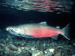 El salmón genéticamente alterado podría crecer el doble de su tamaño. ESPECIAL  /