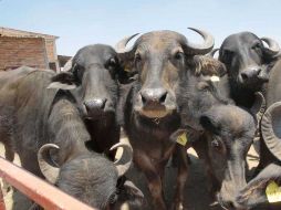 Desde hace casi un año un grupo de búfalas se encuentra en el poblado de Mirandillas, en San Miguel El Alto. S. NÚÑEZ  /