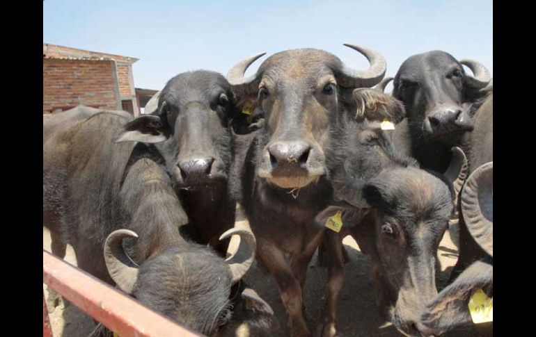 Desde hace casi un año un grupo de búfalas se encuentra en el poblado de Mirandillas, en San Miguel El Alto. S. NÚÑEZ  /