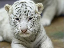 El tigre de Bengala de 10 meses corrió de repente hacia la niña. ESPECIAL  /