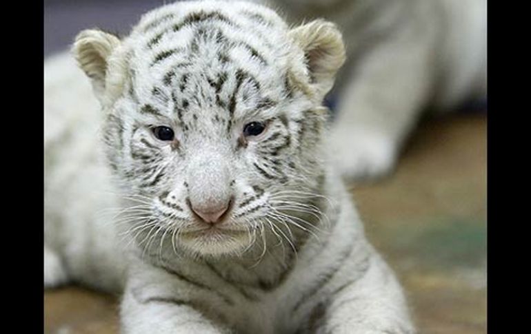 El tigre de Bengala de 10 meses corrió de repente hacia la niña. ESPECIAL  /