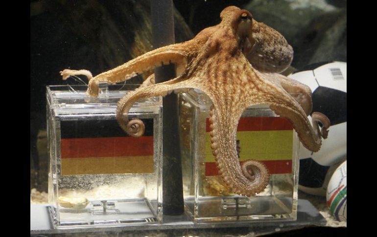 El famoso pulpo Paul, conocido por  ir acertando los resultados de los partidos de Alemania en el Mundial. REUTERS  /