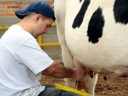 Aproximadamente 350 mil litros de leche jalisciense tienen problemas para venderse a un buen precio. ARCHIVO  /