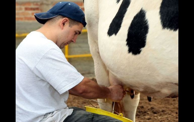 Aproximadamente 350 mil litros de leche jalisciense tienen problemas para venderse a un buen precio. ARCHIVO  /