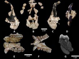 Restos de hominídos encontrados en Europa. ESPECIAL  /