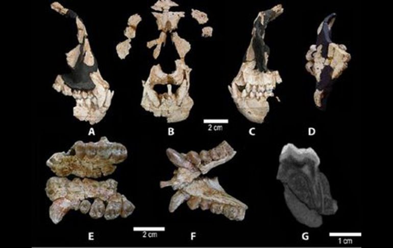 Restos de hominídos encontrados en Europa. ESPECIAL  /