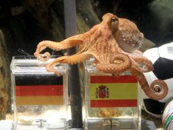 El famoso pulpo Paul volvió a tener éxito en sus predicciones, al pronosticar el triunfo de España sobre Alemania. EFE  /