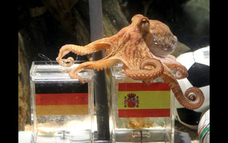 El famoso pulpo Paul volvió a tener éxito en sus predicciones, al pronosticar el triunfo de España sobre Alemania. EFE  /