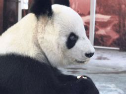 Shuan Shuan fue presentada hoy como la nueva atracción del Zoológico Guadalajara. ESPECIAL  /