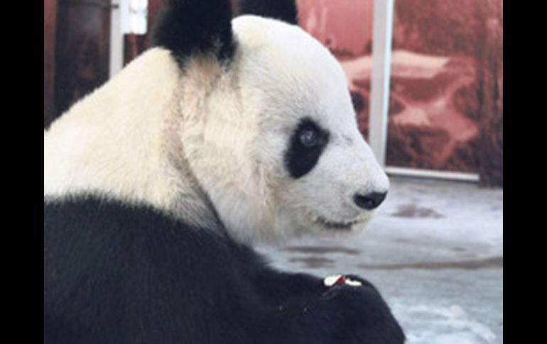 Shuan Shuan fue presentada hoy como la nueva atracción del Zoológico Guadalajara. ESPECIAL  /