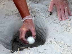 Los huevos serán llevados a un depósito de la NASA con temperaturas controladas. AP  /