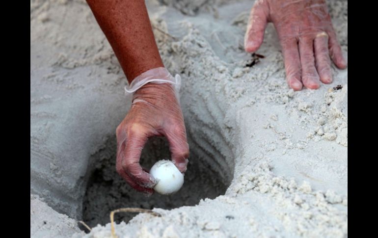 Los huevos serán llevados a un depósito de la NASA con temperaturas controladas. AP  /