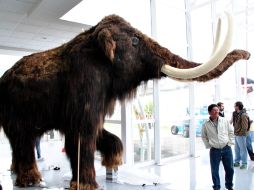 El mamut lanudo de cinco metros de altura y tres y medio de ancho, dará la bienvenida. ELUNIVERSAL  /