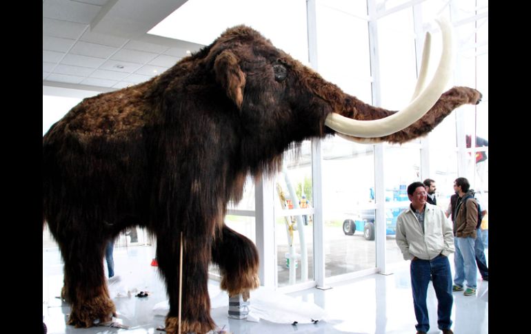 El mamut lanudo de cinco metros de altura y tres y medio de ancho, dará la bienvenida. ELUNIVERSAL  /