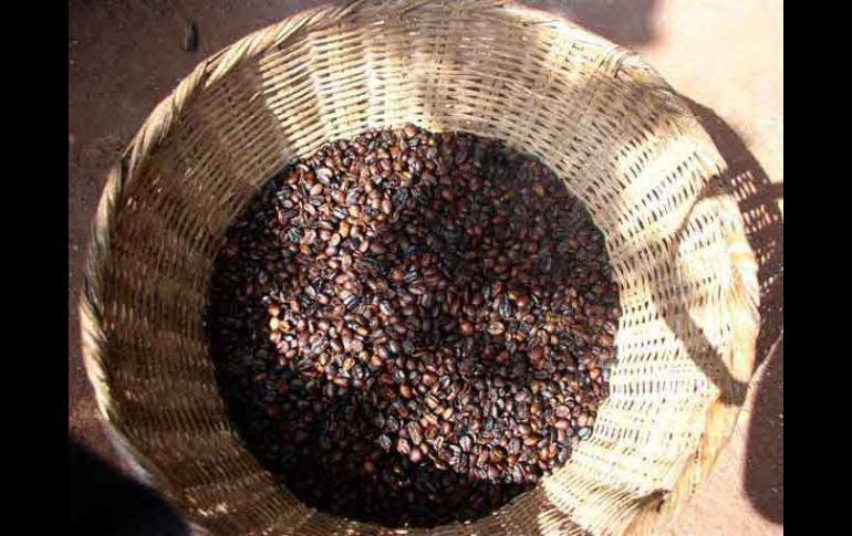 Nicaragua produjo 1.8 millones de quintales de café. ESPECIAL  /