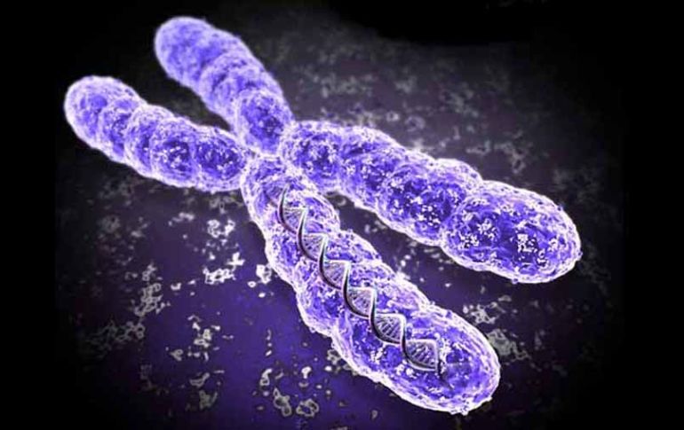 Los cromosomas Z y X parecen haber evolucionado de forma independiente a partir de pares de cromosomas ordinarios no sexuales. ESPECIAL  /