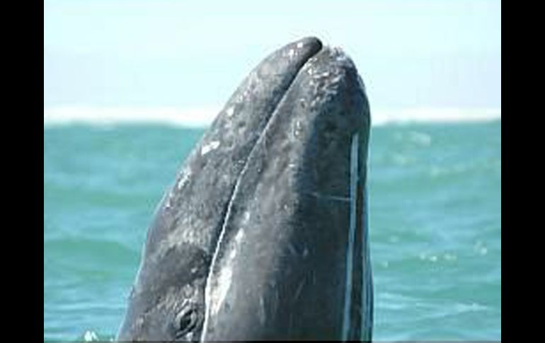 Cientos de restos fósiles del animal marino más grande del oceáno fueron hallados en Egipto. EL UNIVERSAL  /