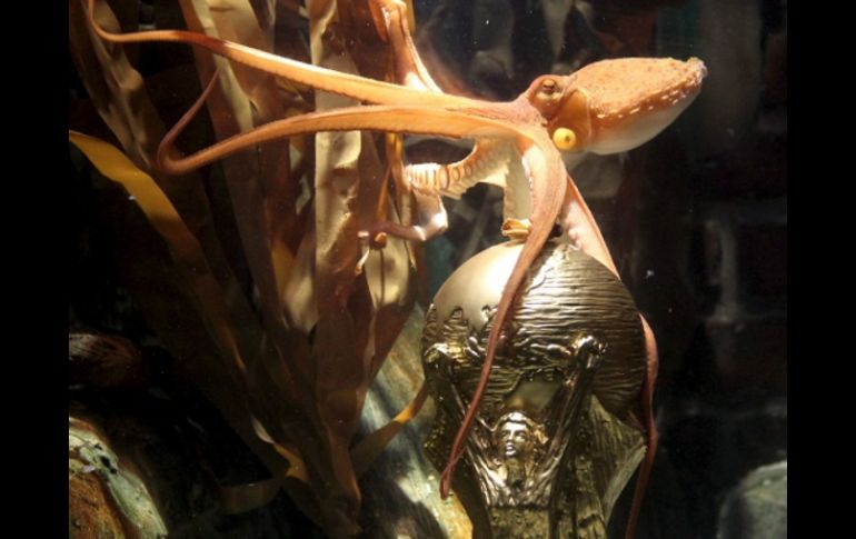 El pulpo Paul se apoya sobre una réplica de la Copa del Mundo 2010 en el acuario Sea Life. EFE  /