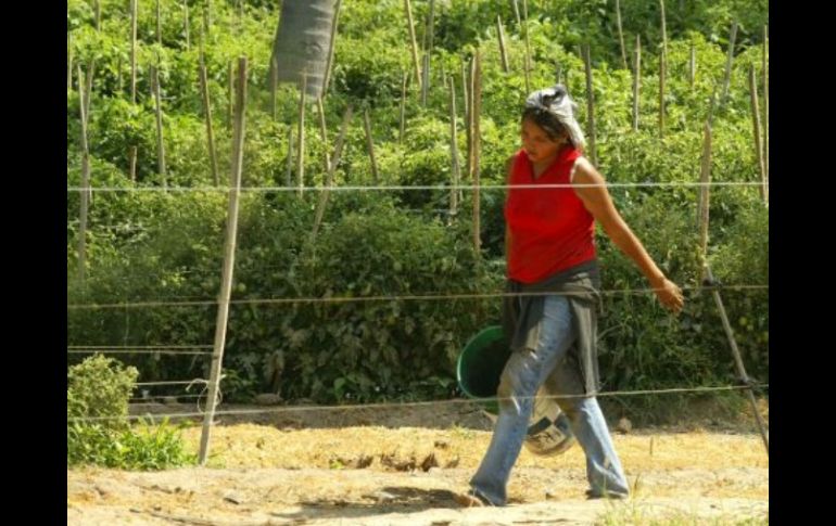 En nuestro país las mujeres también deben realizar otras labores aparte del trabajo doméstico. INFORMADOR ARCHIVO  /