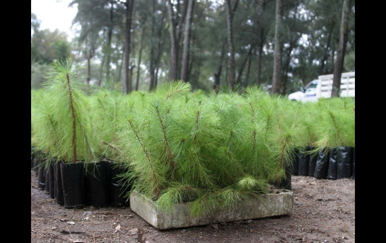 Frente a carencias existen proyectos de reforestación. ESPECIAL  /