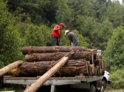 El estudio analiza además el recorrido de la madera ilegal . ESPECIAL  /