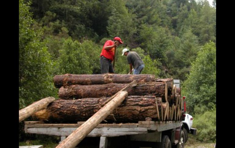 El estudio analiza además el recorrido de la madera ilegal . ESPECIAL  /