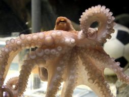 El pulpo Paul seguirá en el acuario de Alemania. Archivo  /